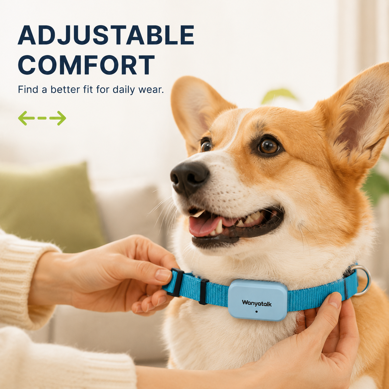 Corgi wearing the blue Wanyatalk collar