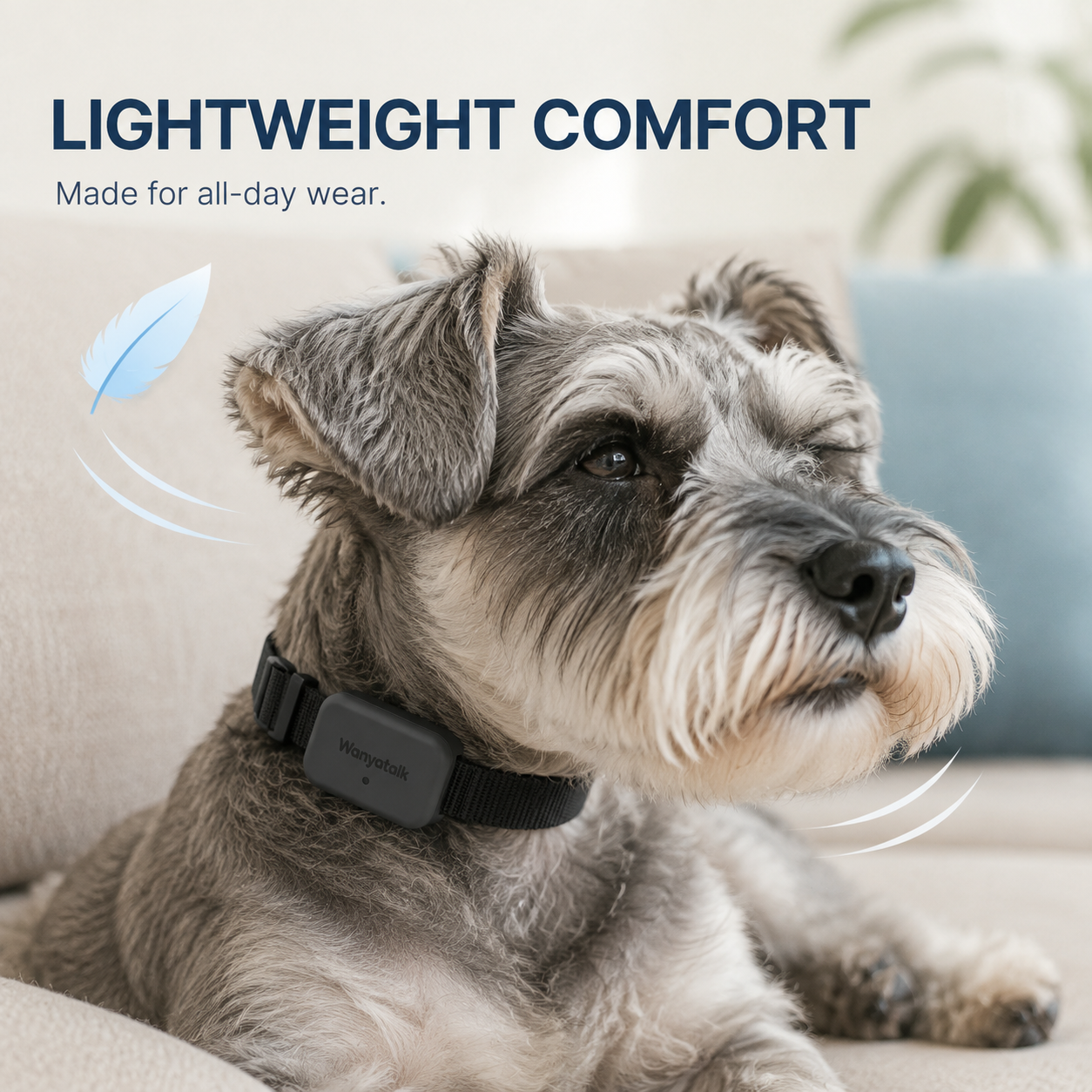 Schnauzer wearing the black Wanyatalk collar